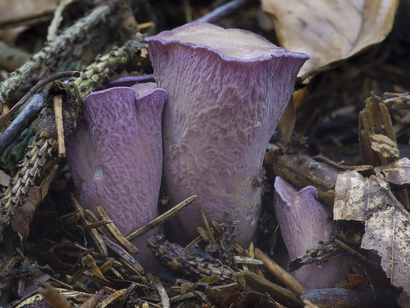 Gomphus clavatus